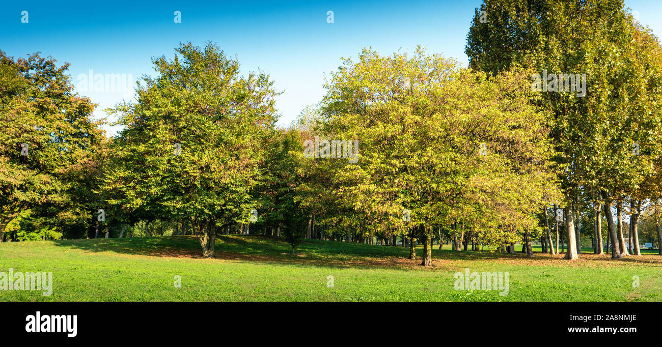 Un posto tranquillo con erba e alberi Foto Stock