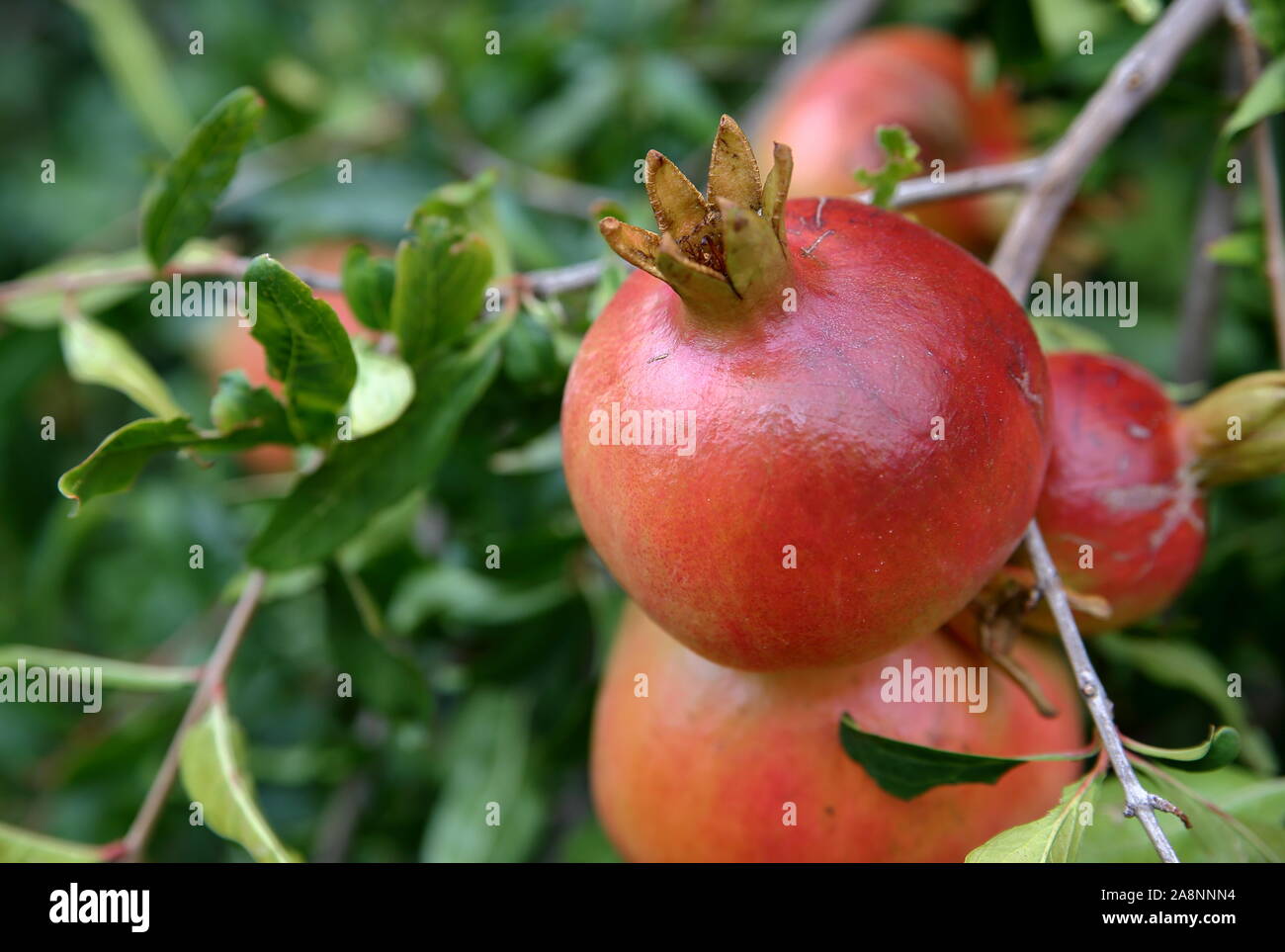 Freschi maturi ecologico bio OGM free frutti di melograno crescono sugli alberi, vicino fino Foto Stock