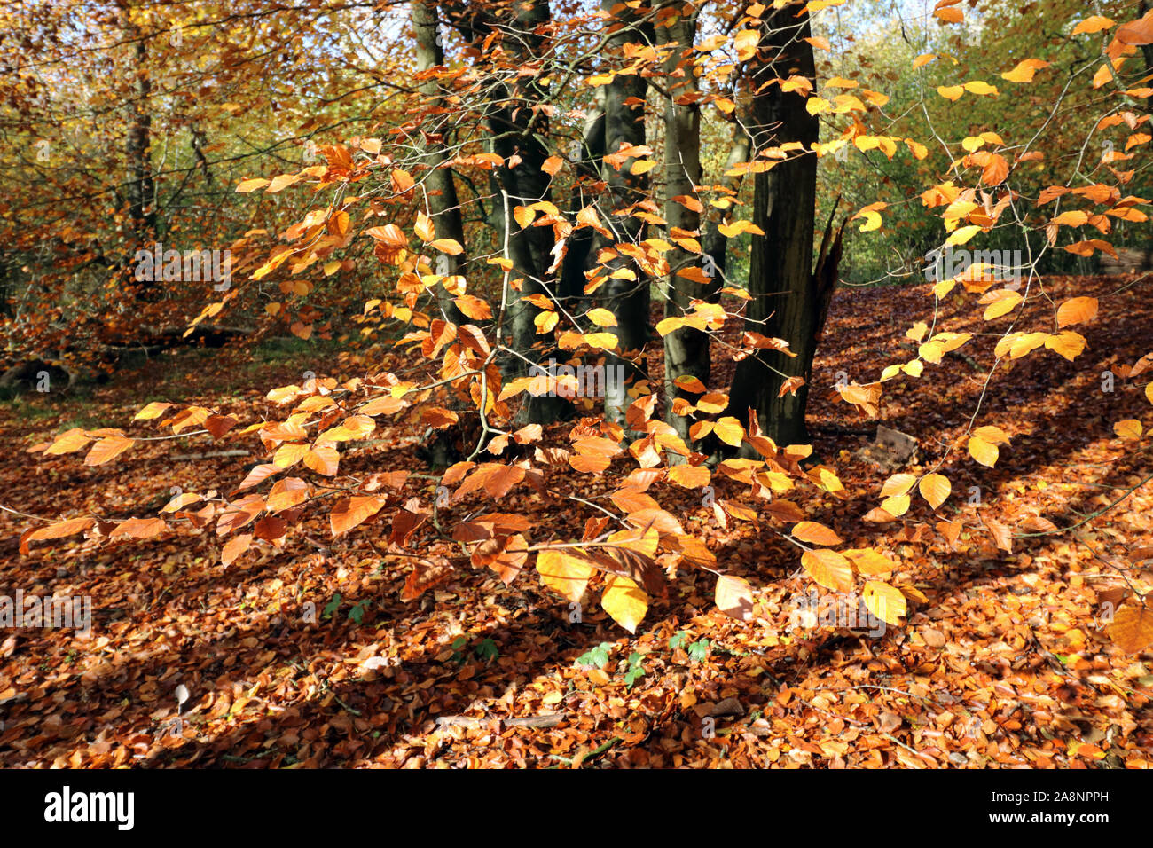 Bianco legno giù vicino a Dorking Surrey, Inghilterra, Regno Unito. Il 10 novembre 2019. I gloriosi colori dorati di faggio le foglie in autunno a bianco legno giù vicino a Dorking, nel Surrey hills. Credito: Julia Gavin/Alamy Live News Foto Stock