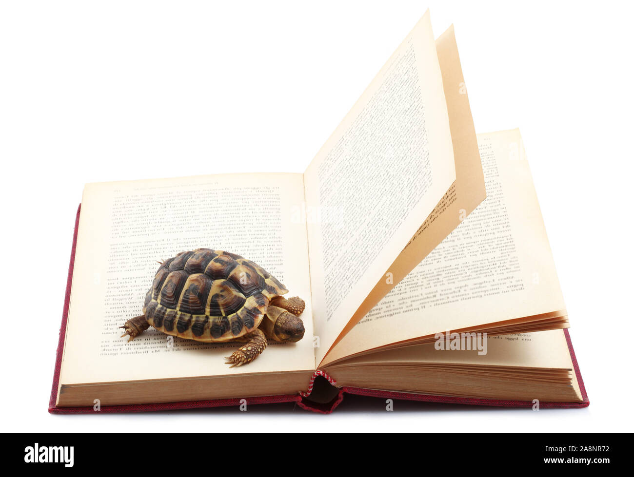 Tartaruga la lettura di un libro su sfondo bianco Foto Stock