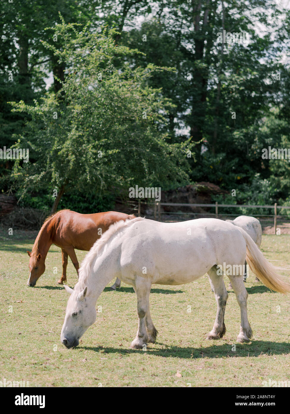 Un bianco e un marrone pascolano cavalli in un pascolo in un agriturismo bed and breakfast vicino a Amboise Francia Foto Stock