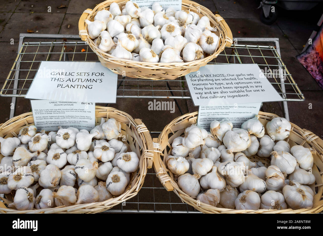 Un display di spicchi di aglio in vendita nel mese di novembre per piantare questo autunno a un mensile del contadino al mercato Saltburn dal Sea North Yorkshire Foto Stock