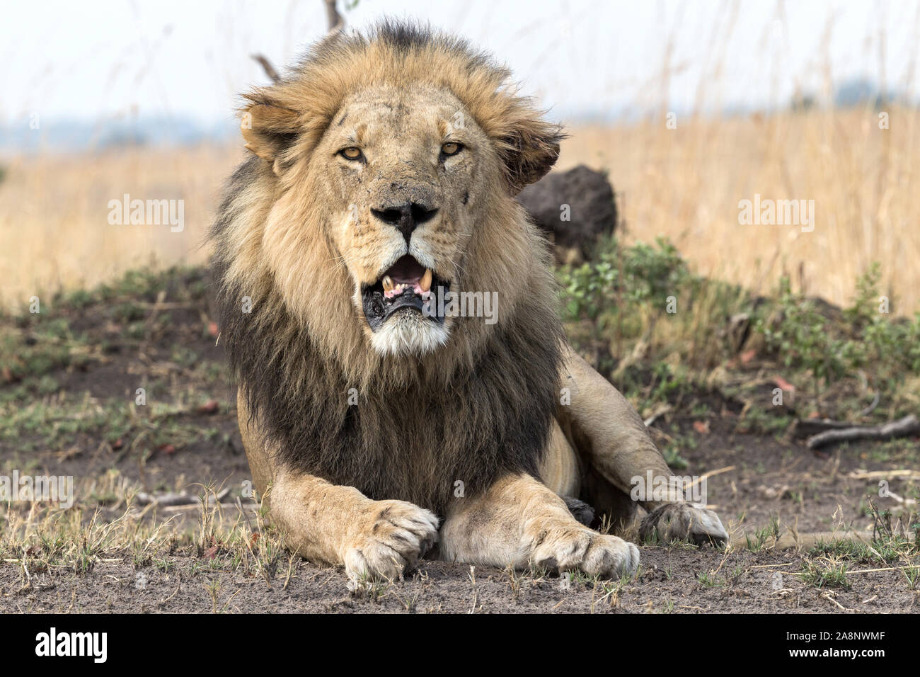 Maschio adulto nero-mane Lion con collare di tracking, Nkasa Rupara (Mamili) Parco Nazionale, Caprivi Strip, Namibia, Africa Foto Stock