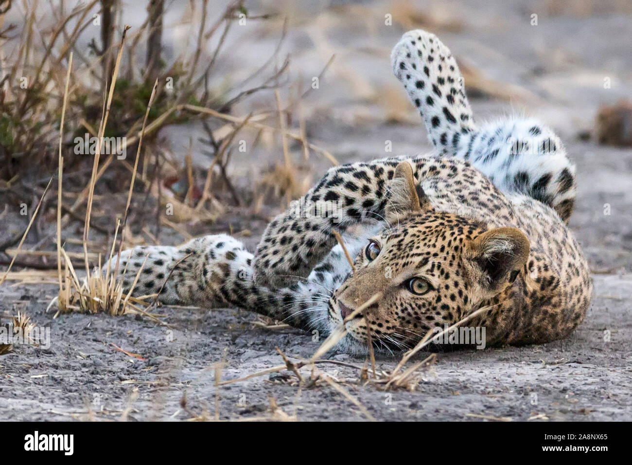 Maschio di Leopard, circa 2yo, Nanzhila pianure, Parco Nazionale di Kafue, Zambia, Africa Foto Stock