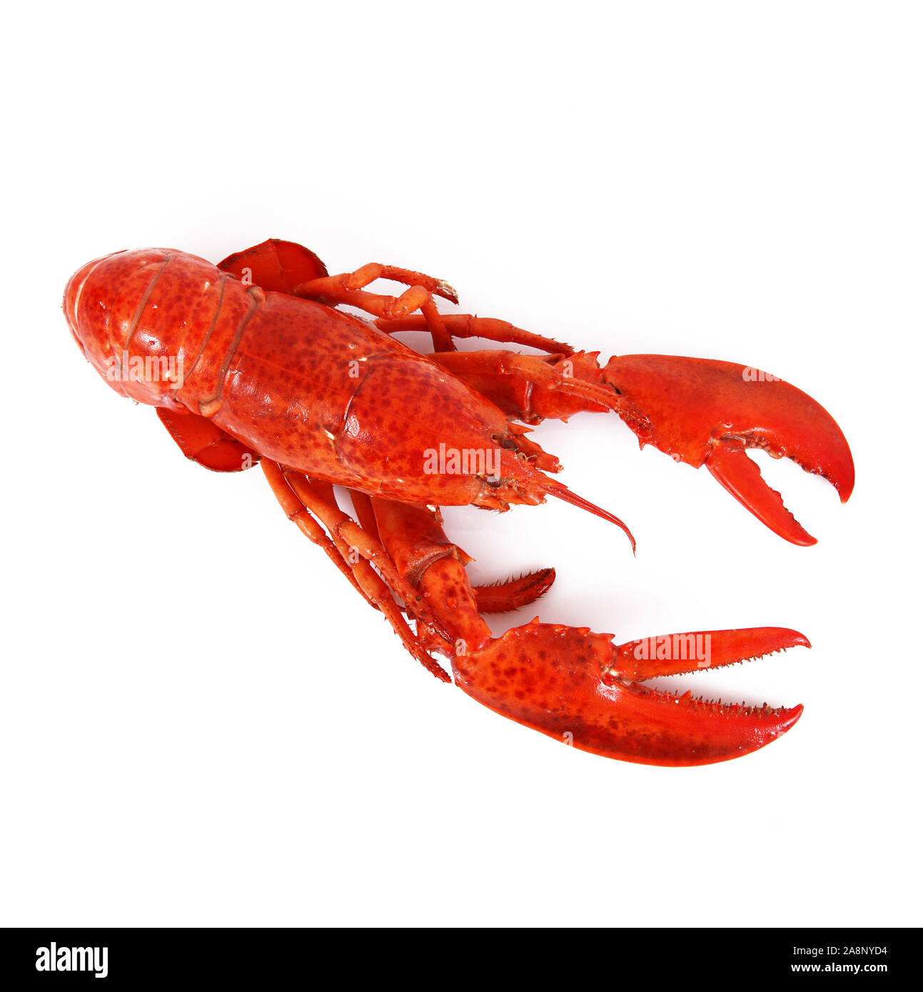 Aragoste deliziose su sfondo bianco Foto Stock