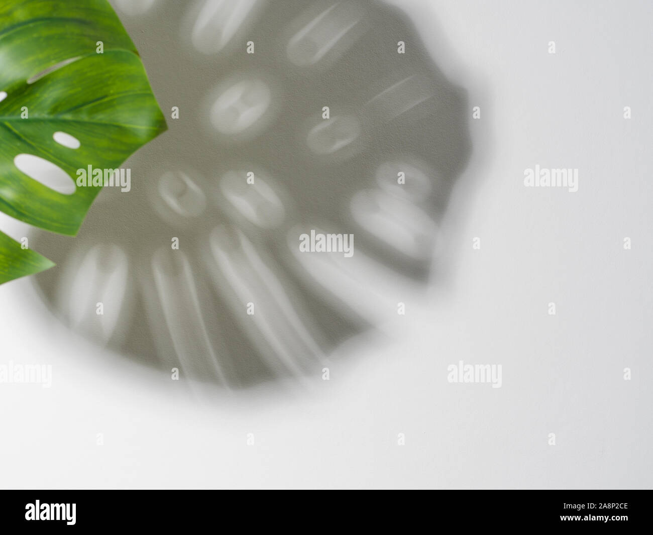 Foglia di monstera sulla pietra grigia sullo sfondo. Pianta tropicale monsterawith ombra sulla parete grya sfondo. Copia spazio per il testo. Layout creativi foglie di monstera decorazione per il design di composizione, sfondo Foto Stock
