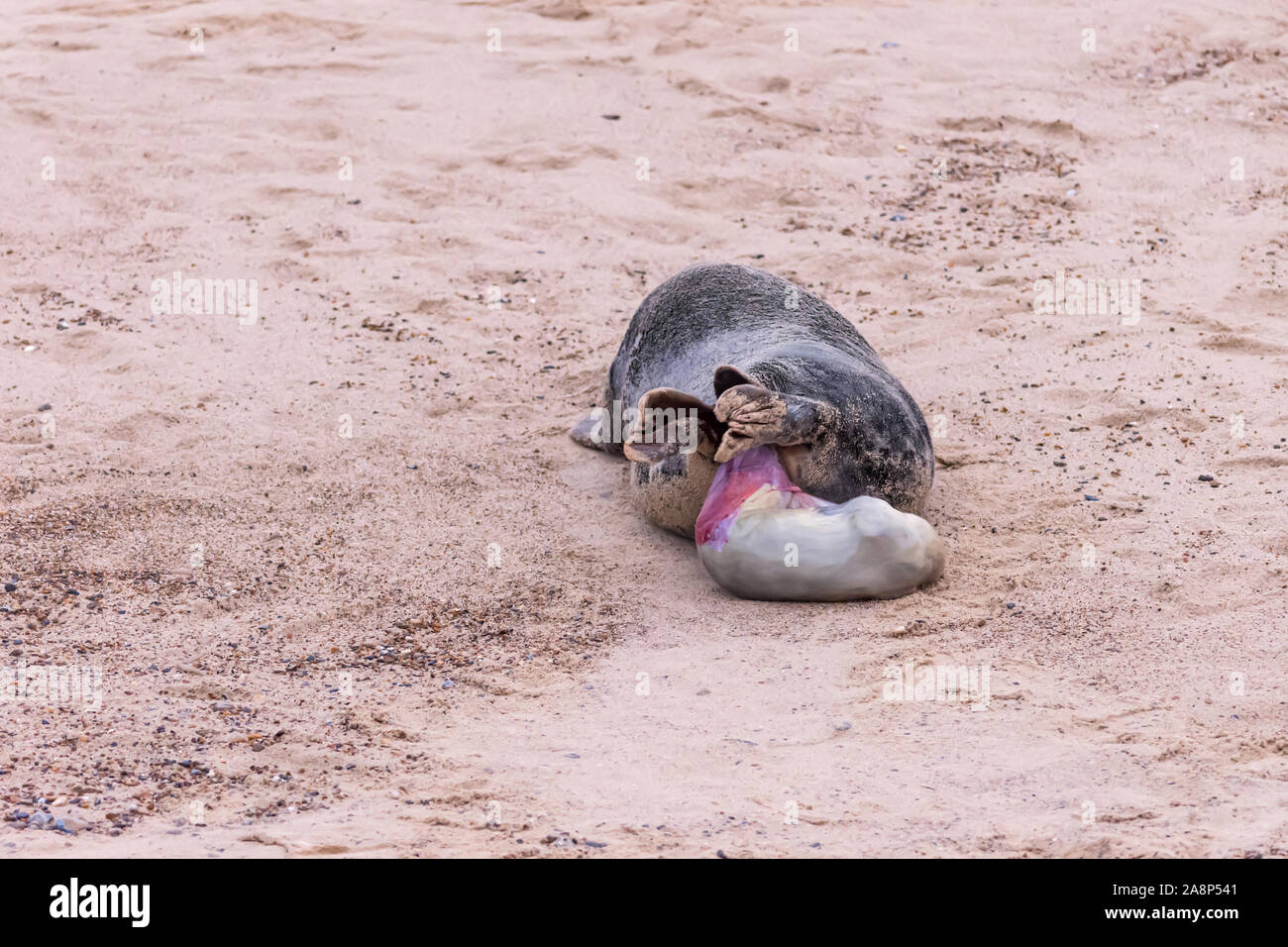 Sequenza di 28 foto che mostra una guarnizione grigio di dare la nascita di un cucciolo a Horsey Beach, Norfolk: Foto 14 di 28 Foto Stock