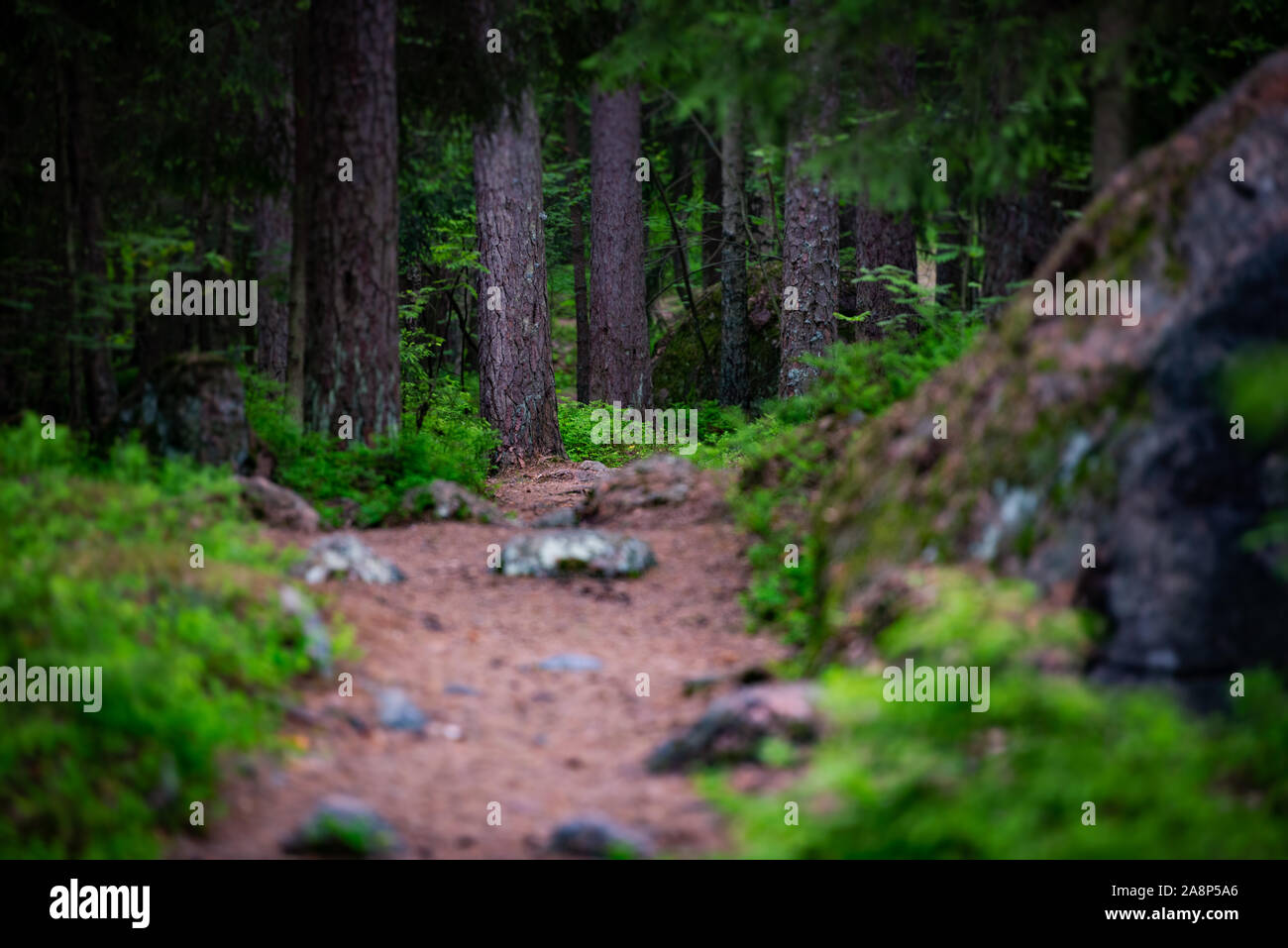 Curva Emplty strada forestale in estate. Gli alberi ai lati della strada Foto Stock