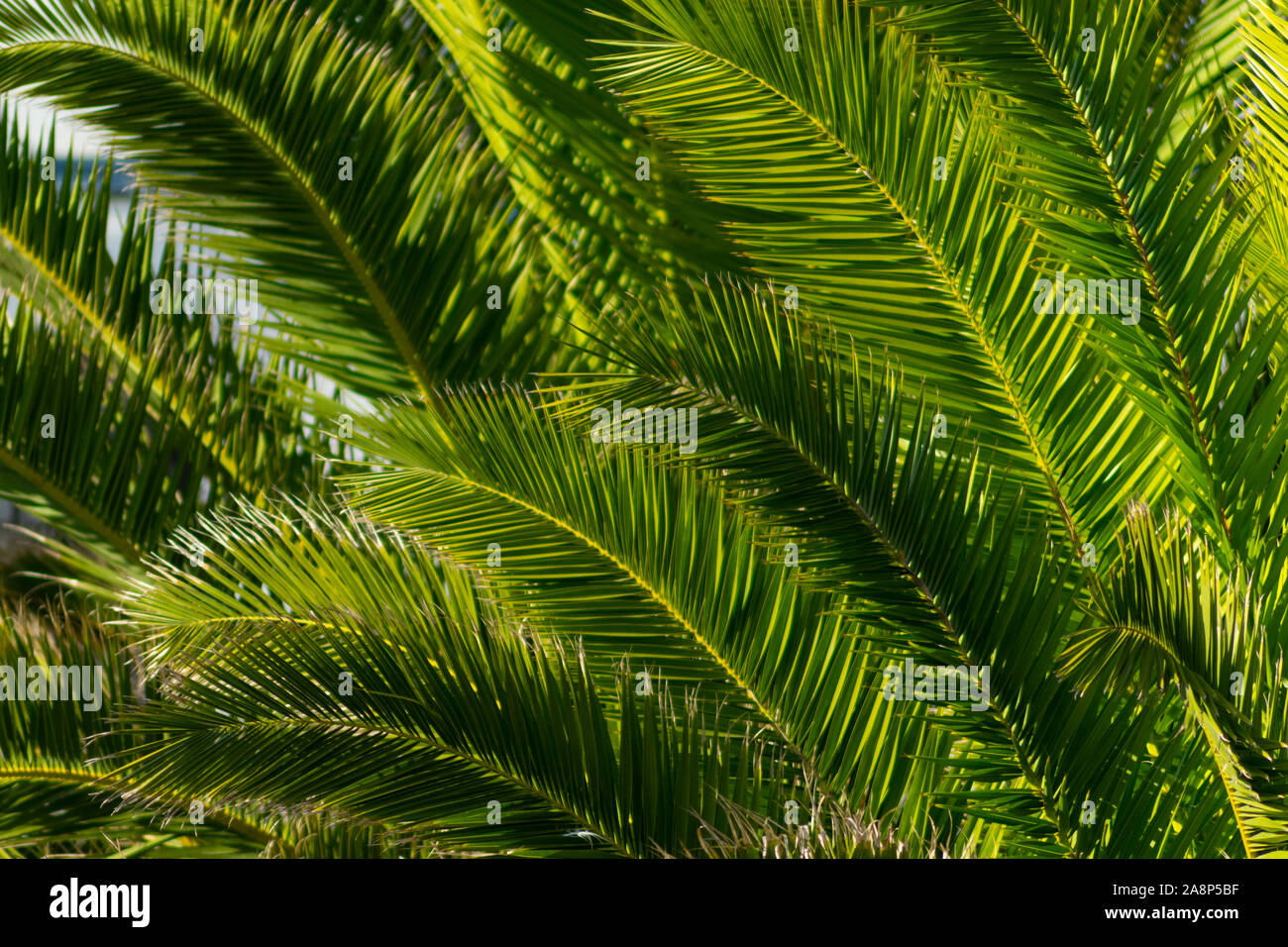 Dettaglio delle foglie di palmo su un albero in Peniche Estremadura Portogallo Foto Stock