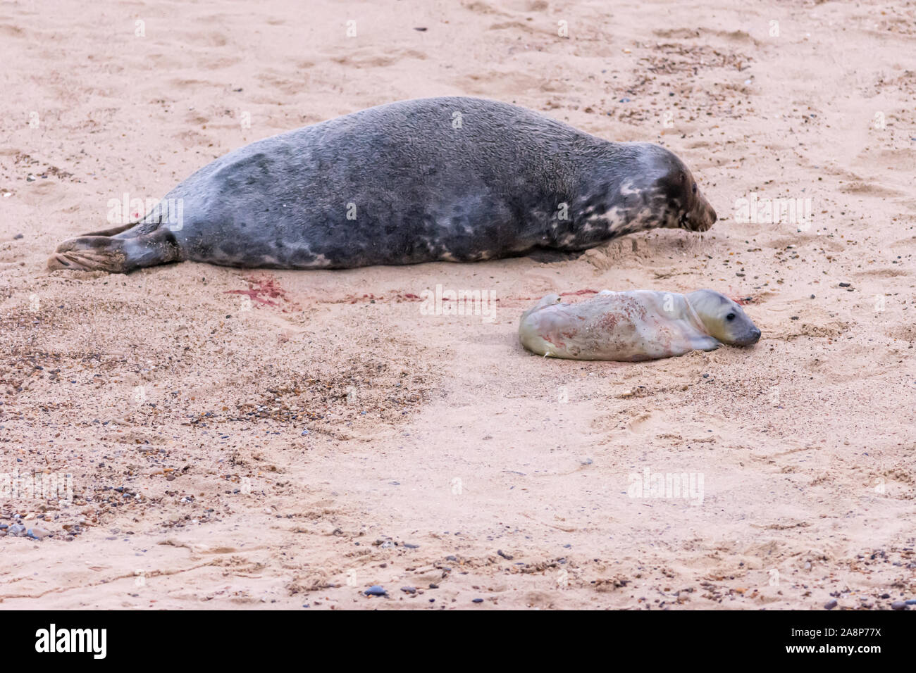 Sequenza di 28 foto che mostra una guarnizione grigio di dare la nascita di un cucciolo a Horsey Beach, Norfolk: Foto 23 di 28 Foto Stock