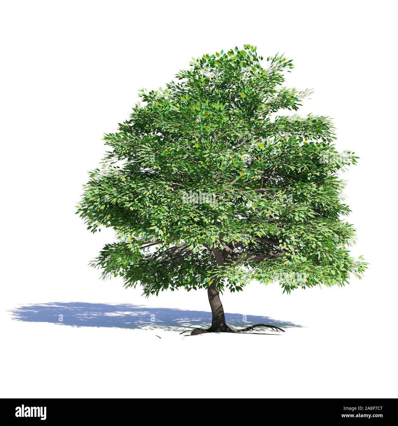 Bellissimo albero, isolato con ombra su sfondo bianco Foto Stock