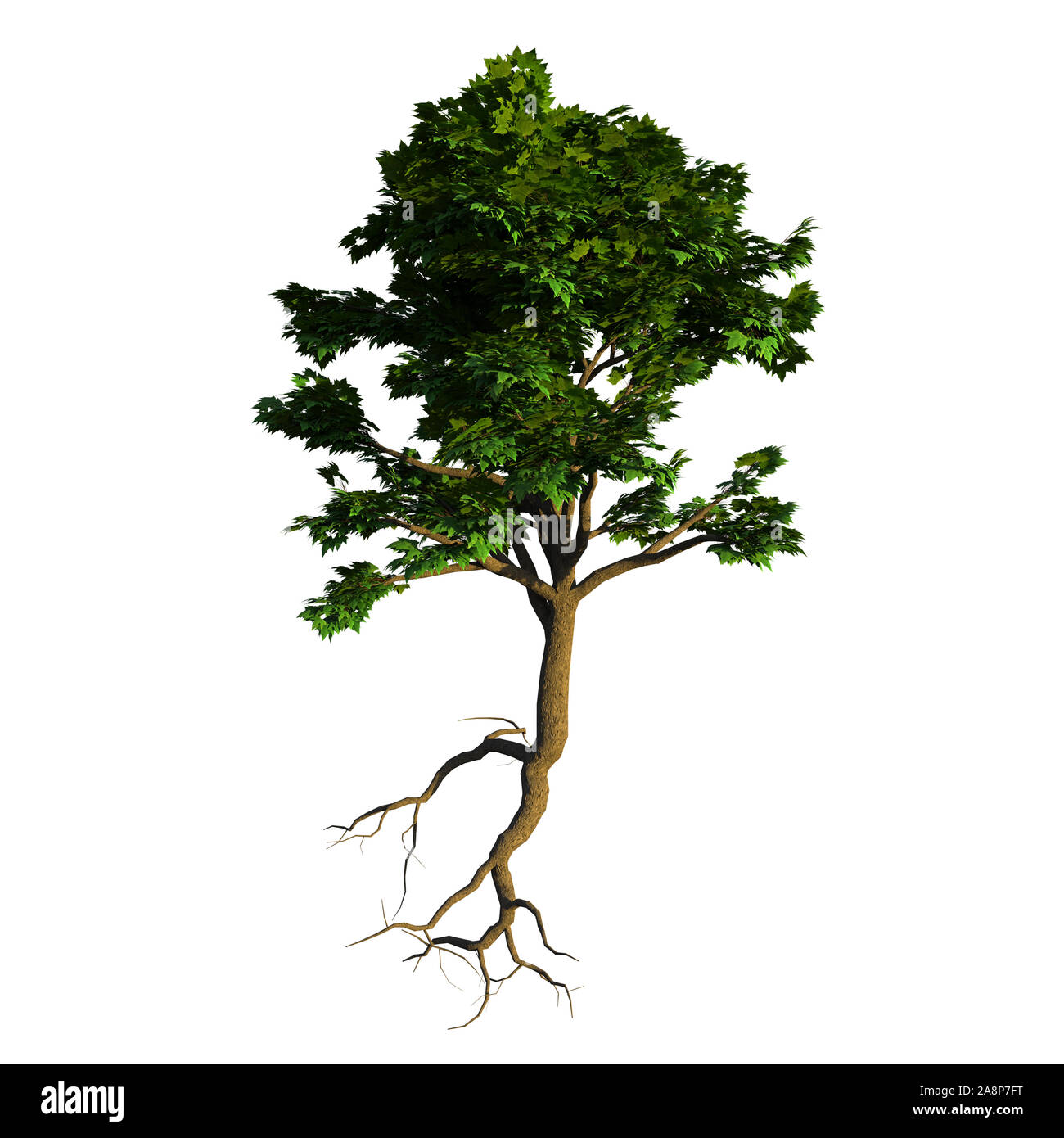 Piccolo albero con radici, isolato su sfondo bianco Foto Stock