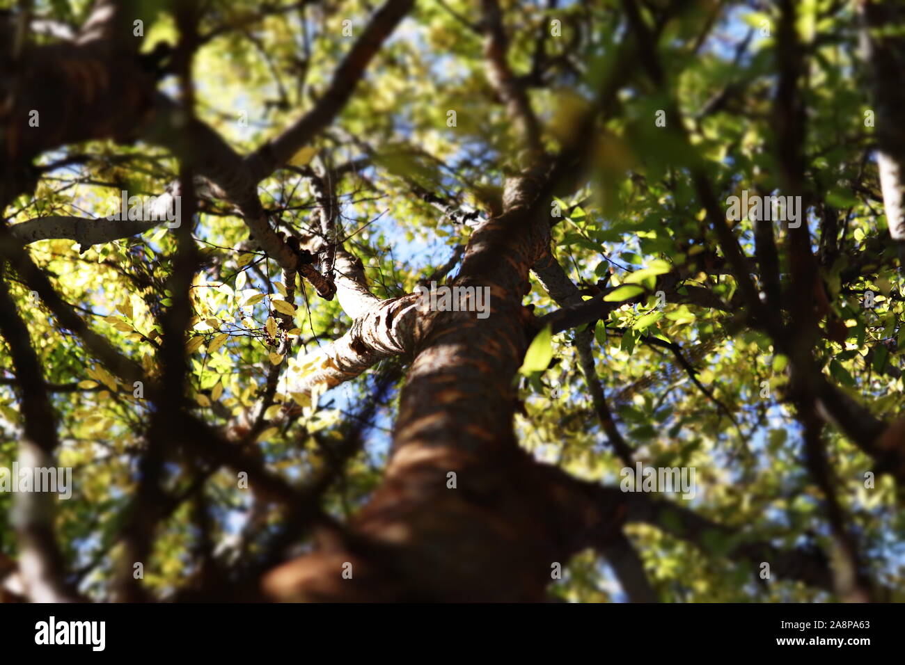 A foglia verde albero a molla in corrispondenza di un angolo verso l'alto Foto Stock