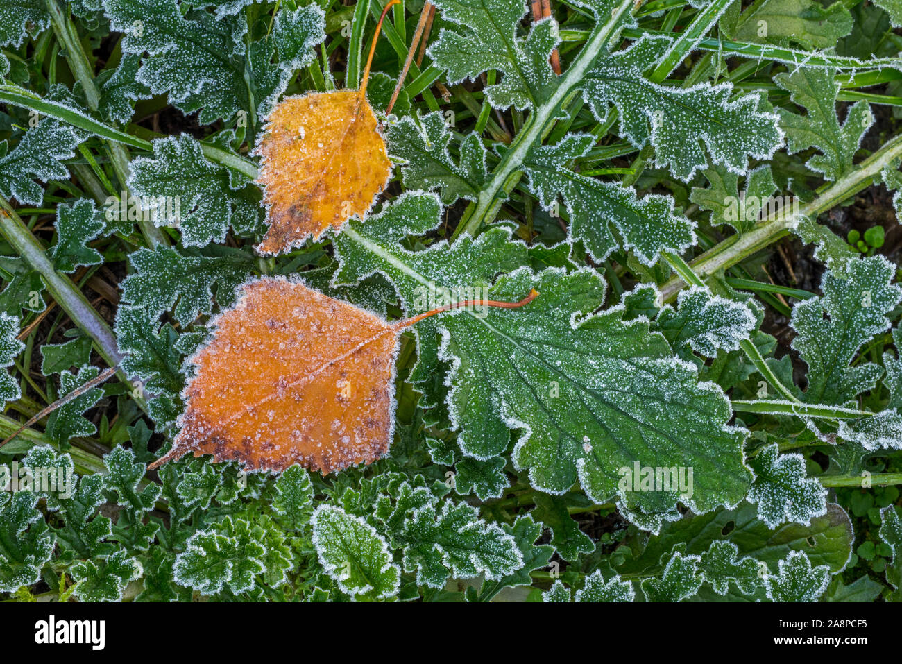 Caduto in argento (betulla Betula pendula) lascia sul suolo della foresta tra il verde delle foglie coperta in trasformata per forte gradiente frost / brina in autunno / autunno Foto Stock