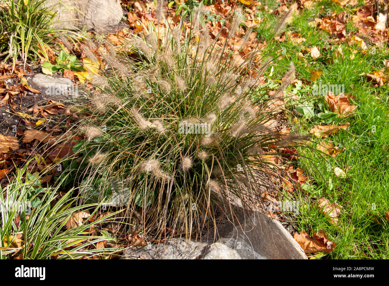 Fontana di erba, Cenchrus, è un genere molto diffuso di piante in fiore nella famiglia di erba Foto Stock