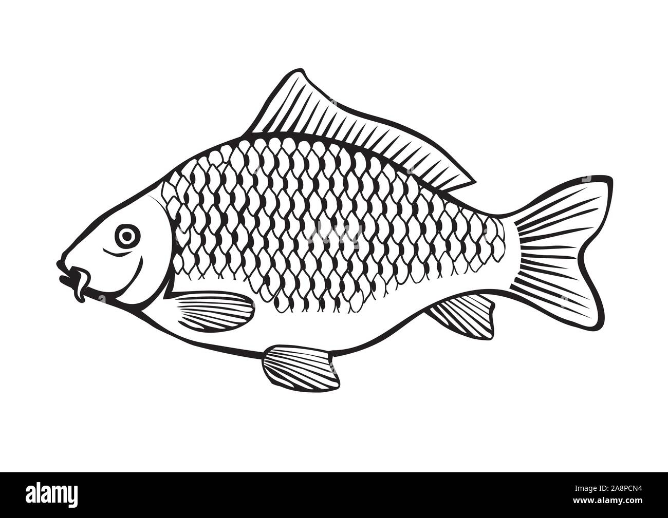 Carpa di illustrazione di pesce. Stilizzata in bianco e nero illustrazione della carpa. Isolato su sfondo bianco. Vettore disponibile. Illustrazione Vettoriale