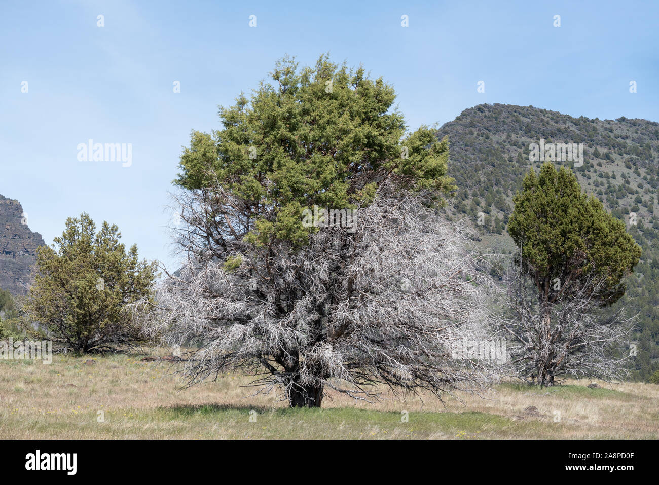 Ginestra con live e lembi morti, Steens Mountain, Oregon. Foto Stock