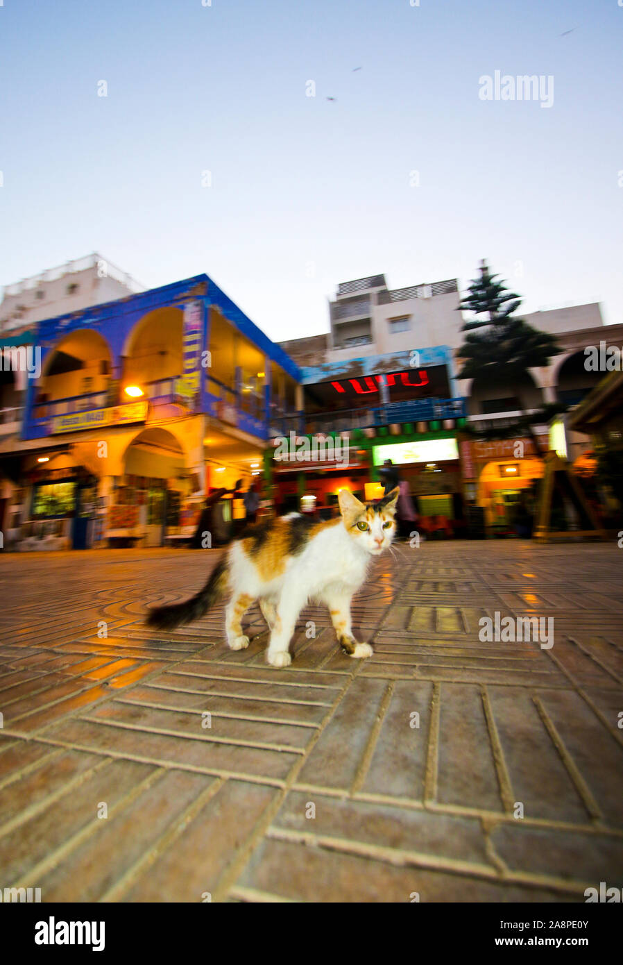 Essaouira. Il Marocco Foto Stock