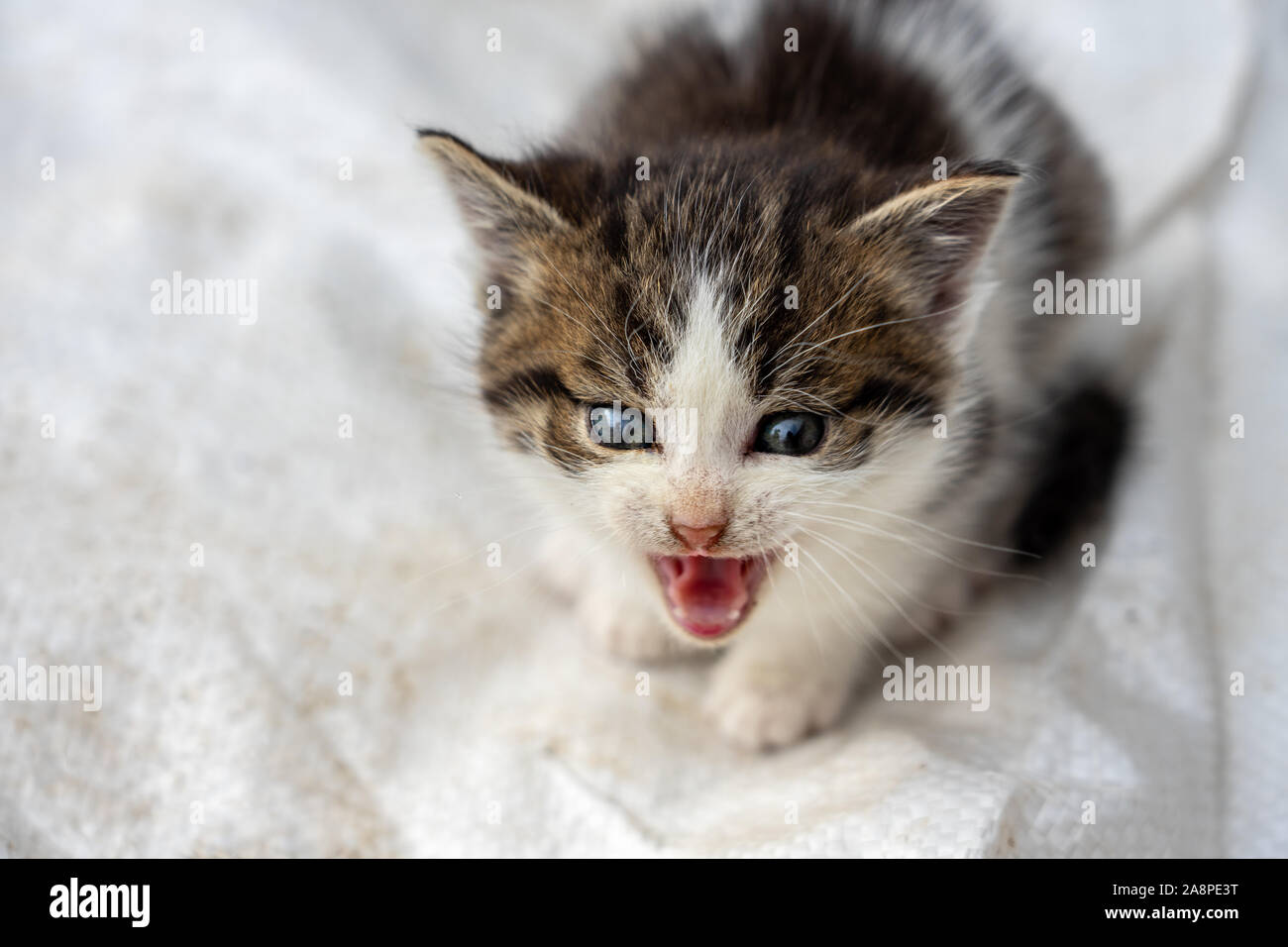 Poco adorabile kitty provare a guardare wild e spaventato . Foto Stock