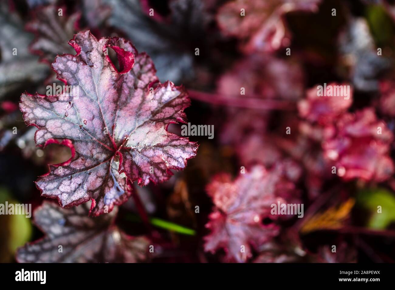 Heuchera'Black Beauty" Foto Stock
