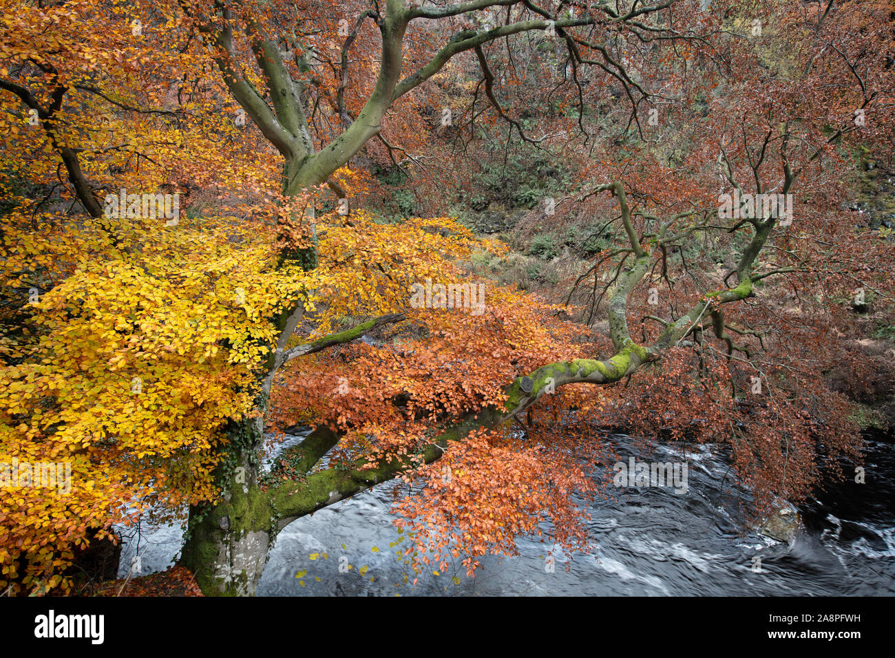 Foglie di autunno dai fiumi Tees Foto Stock