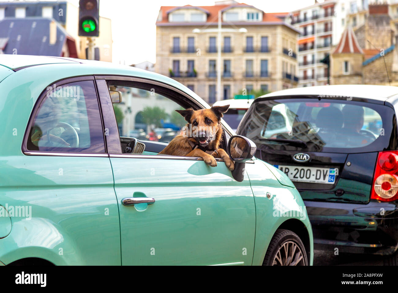 Grippaggio del cane dal finestrino di una macchina a Biarritz, Francia Foto Stock