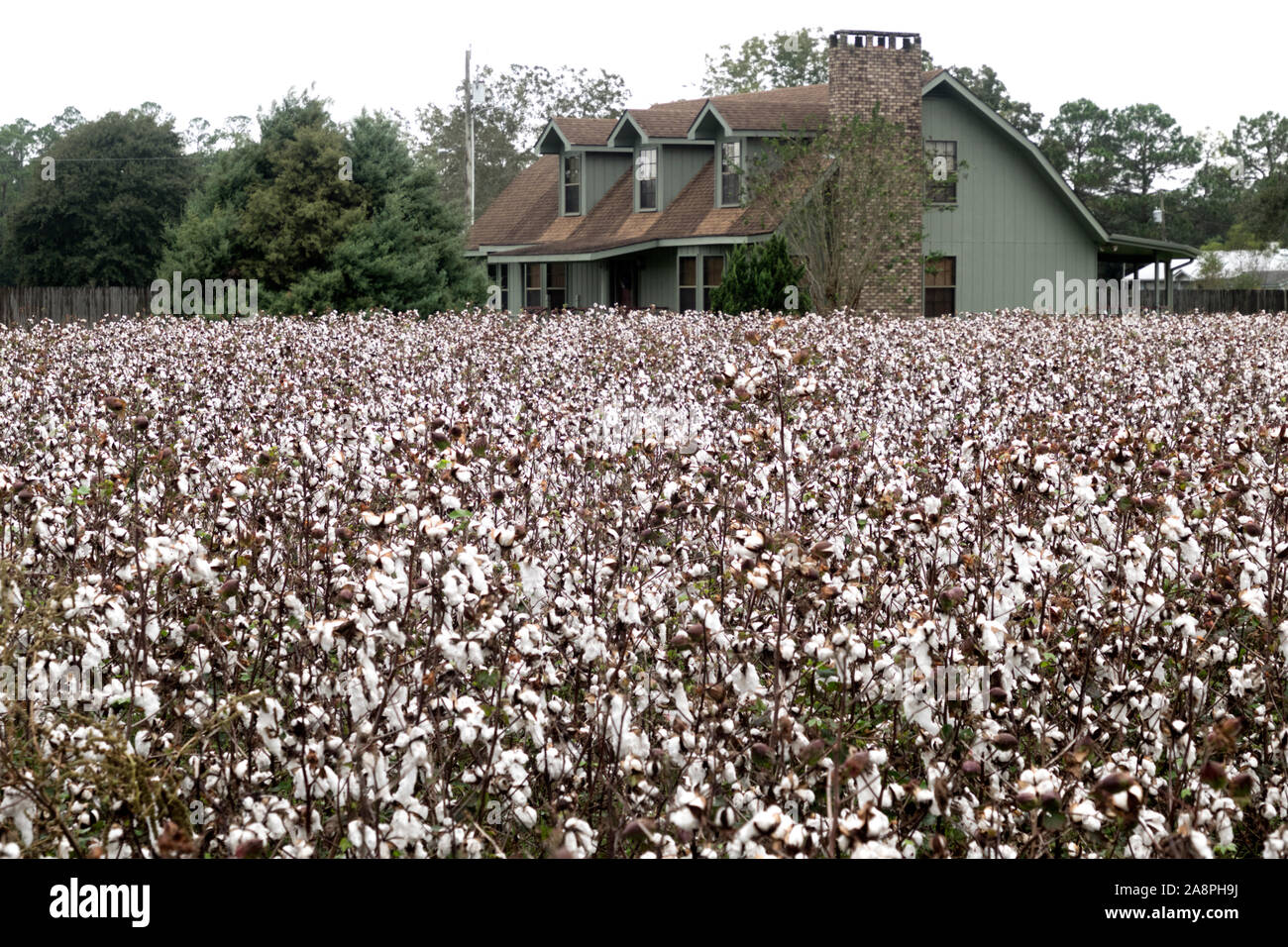 In Alabama campo di cotone dopo la pioggia. Foto Stock
