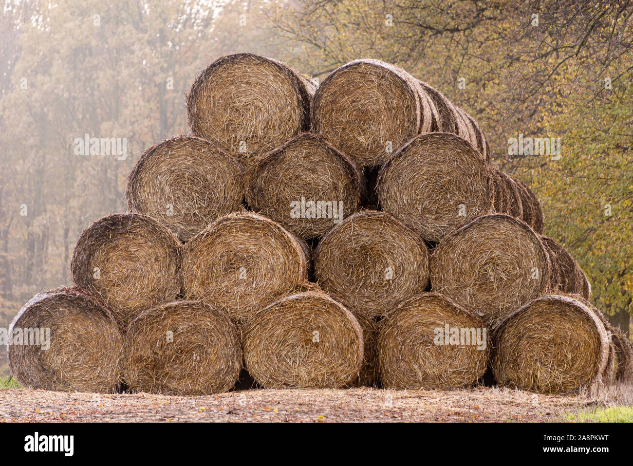 La pila di balle di paglia in attesa di essere utilizzati in una fattoria. Round le balle di paglia su un campo impilati in una piramide. Alberi in background. [D] Foto Stock