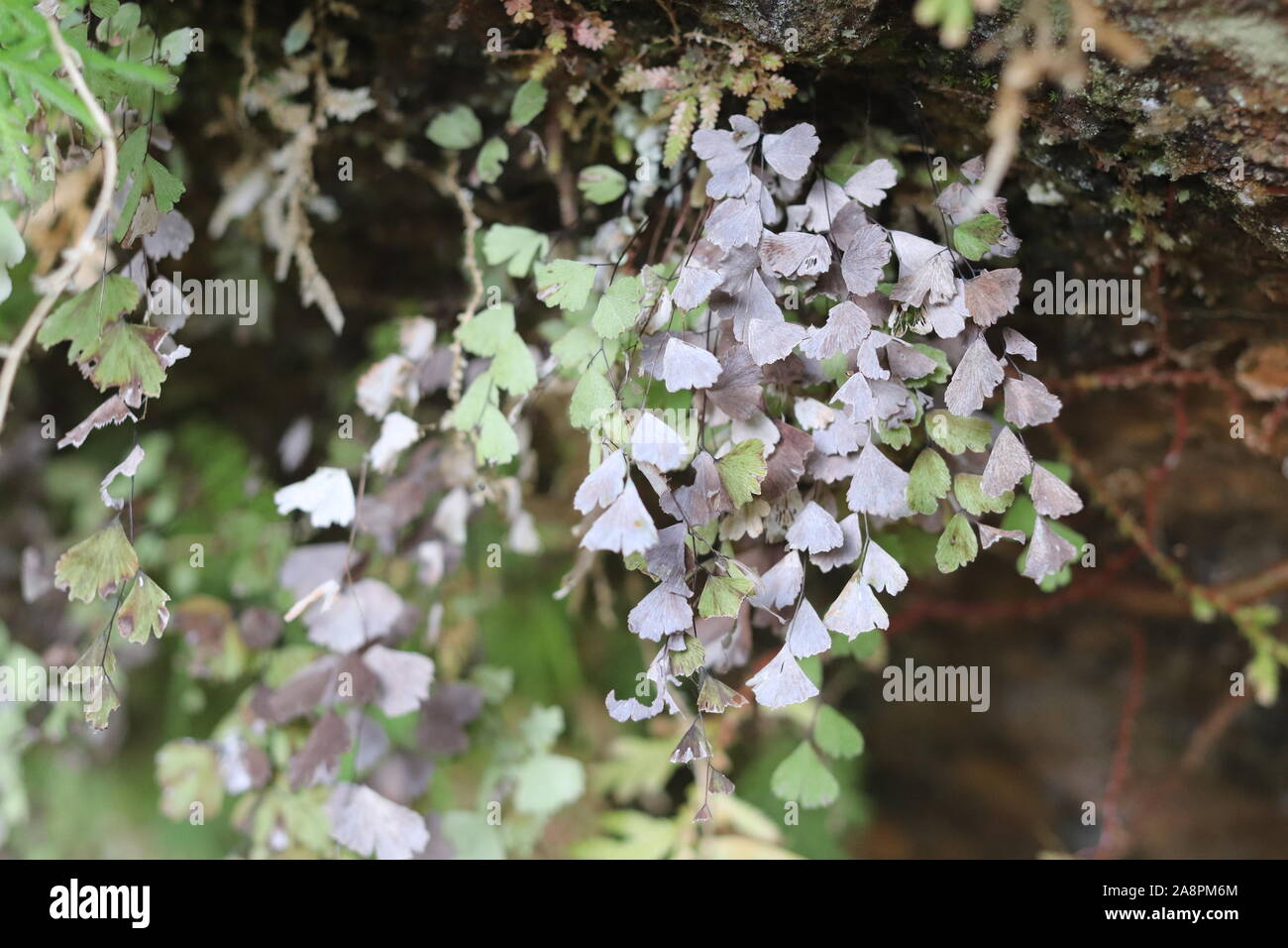 Maidenhair una piccola fern di distribuzione capillare Foto Stock