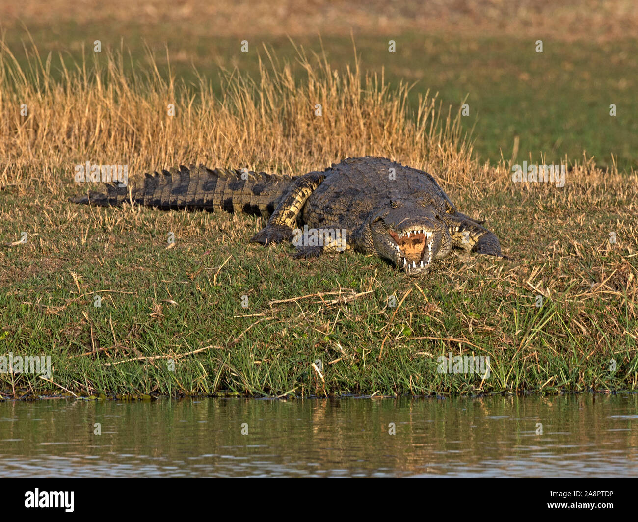 Coccodrillo del Nilo con la bocca aperta Foto Stock