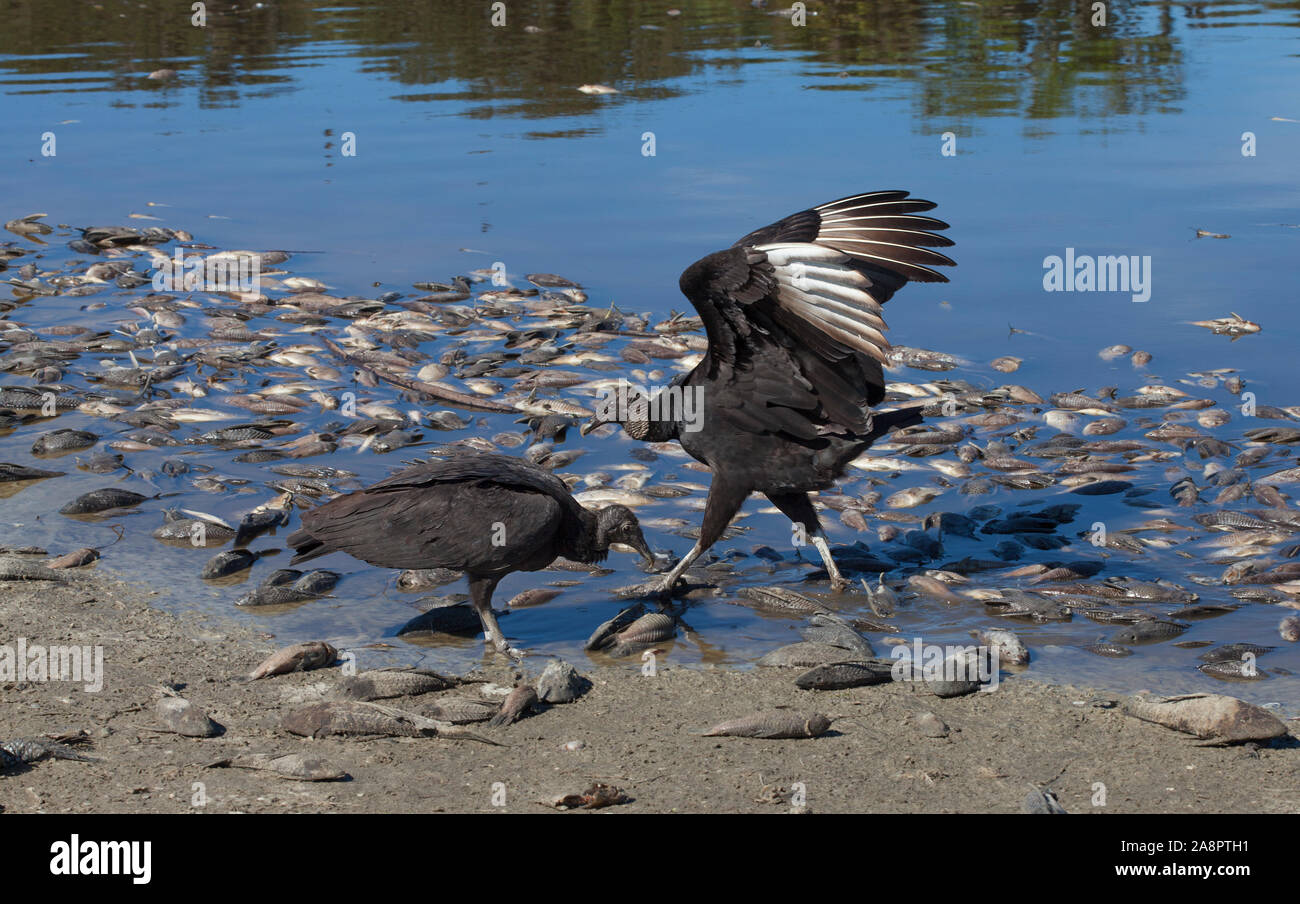 Avvoltoio nero (Coragyps atratus) litigando su pesce dopo 'pesce kill', 'Deep foro', Myakka River State Park, Florida, Stati Uniti d'America. Foto Stock