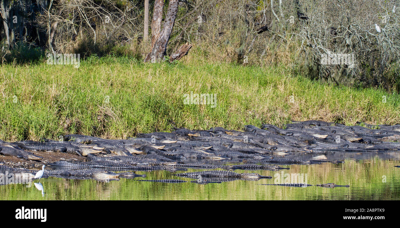 Gli alligatori americani (Alligator mississippiensis) crogiolarsi al sole, foro profondo, Myakka River State Park, Florida, Stati Uniti d'America. Foto Stock