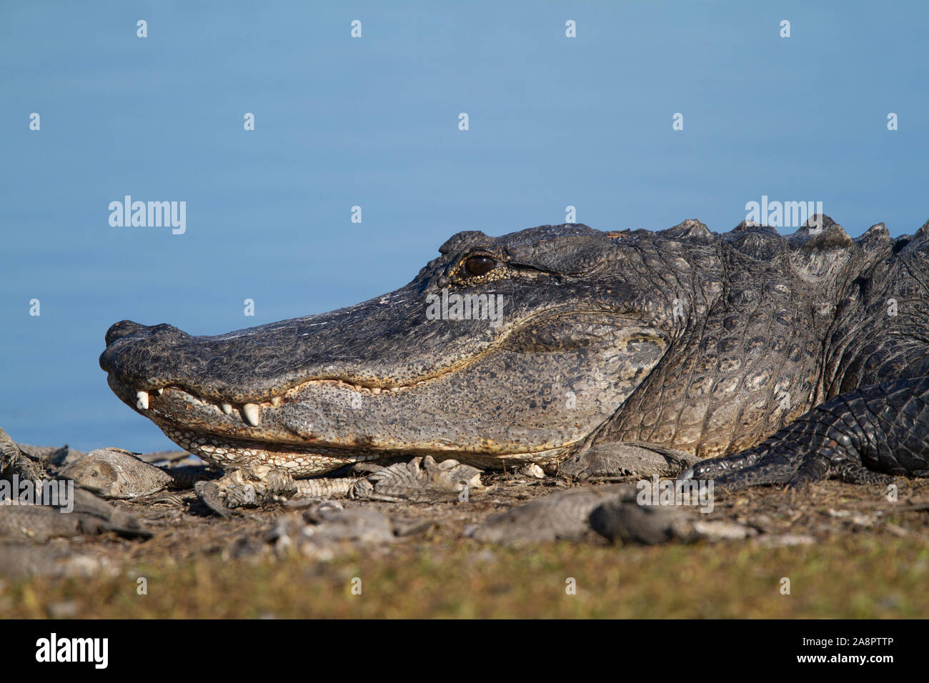 Il coccodrillo americano (Alligator mississippiensis) Myakka River State Park, Florida, Stati Uniti d'America. Foto Stock