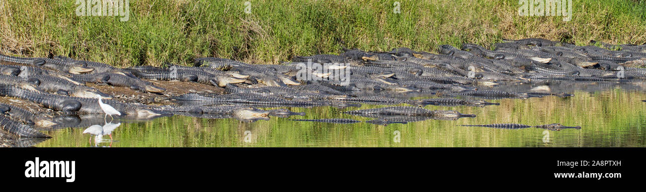 Gli alligatori americani (Alligator mississippiensis) crogiolarsi al sole, foro profondo, Myakka River State Park, Florida, Stati Uniti d'America. Foto Stock