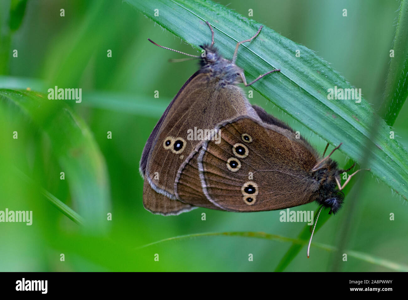 Ringlet (Aphantopus hyperantus) farfalle di accoppiamento Foto Stock