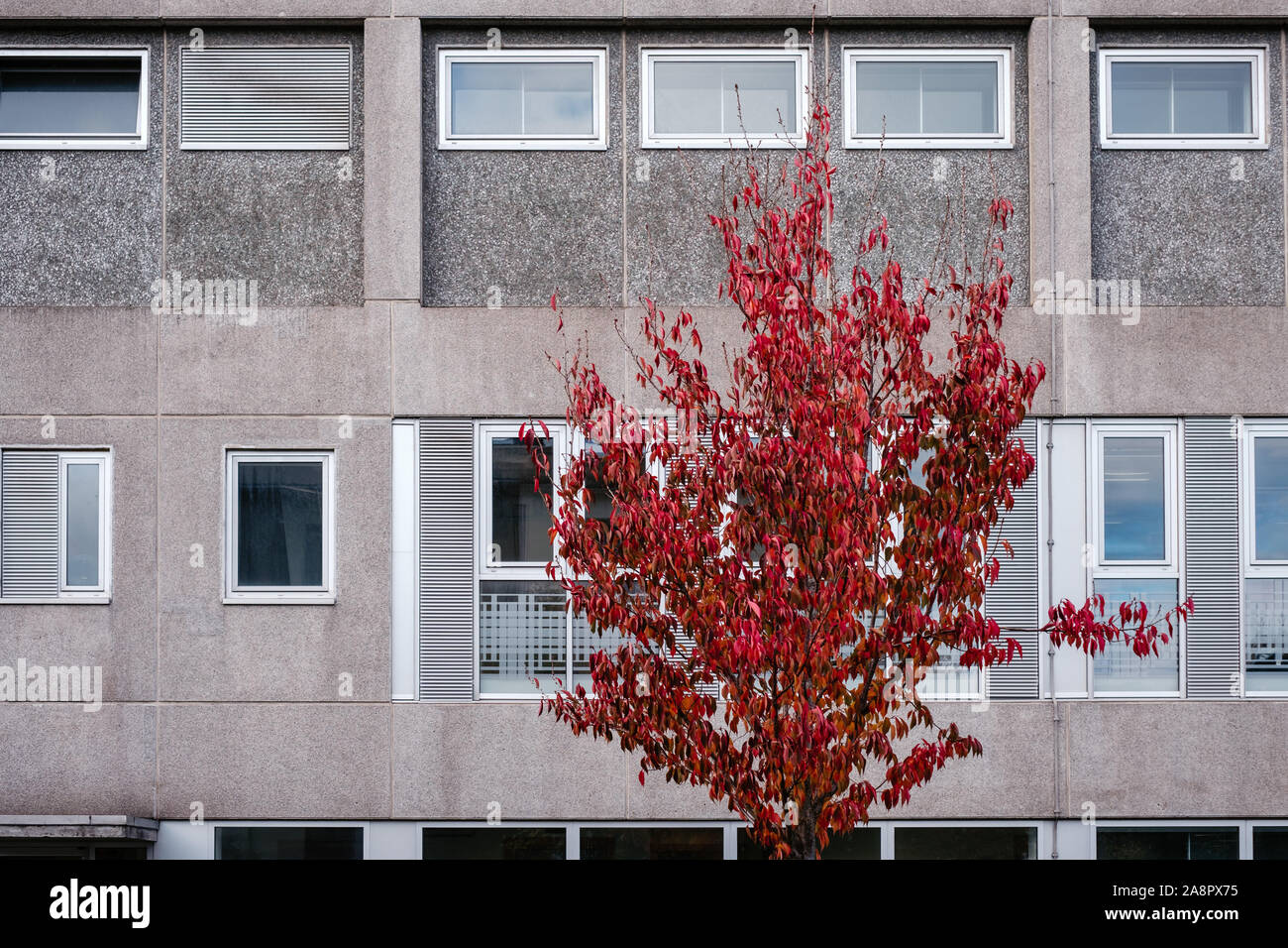 Un unico albero con foglie rosse, contro un edificio in cemento Foto Stock