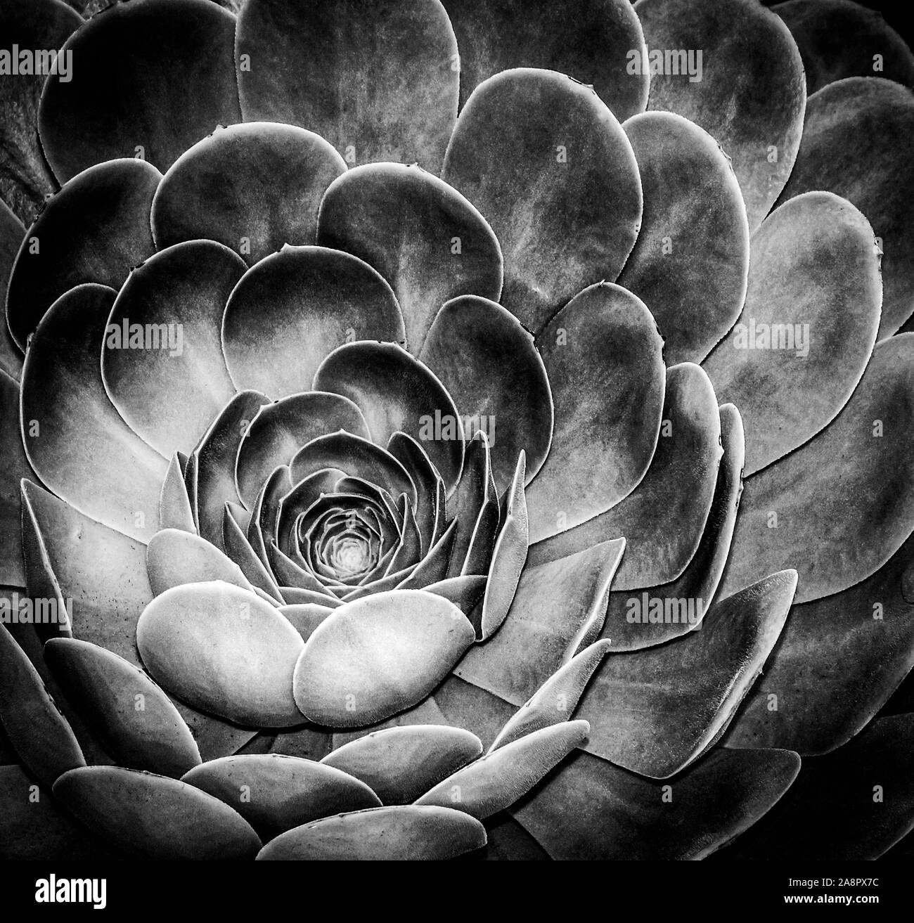 Primo piano di foglie spesse di un off-centrata, bella nautically design a spirale dal centro delle rosette di un echeveria piante succulente in B & W Foto Stock