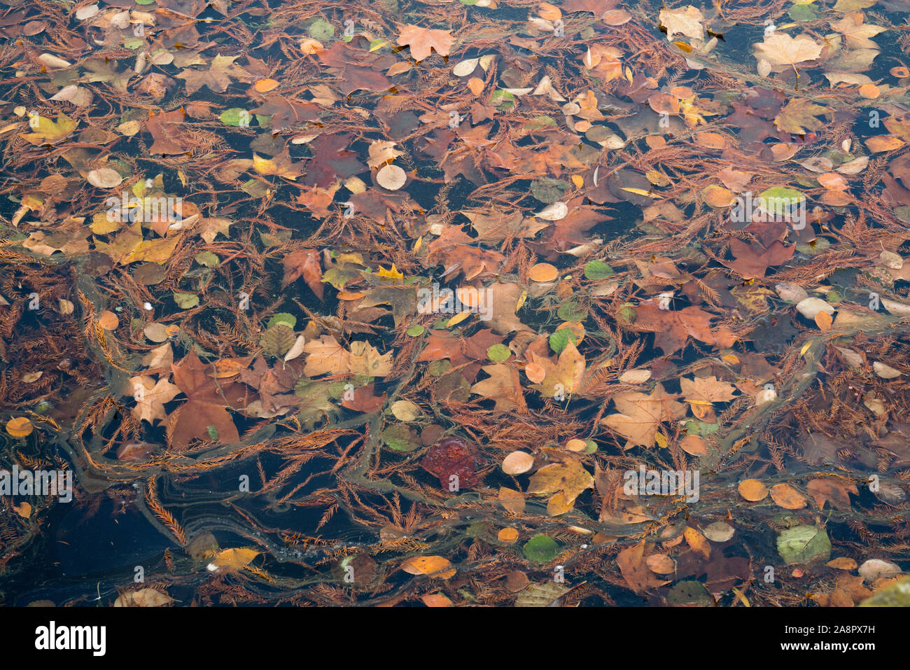 I colori autunnali presso il Royal Botanic Gardens, Kew Foto Stock