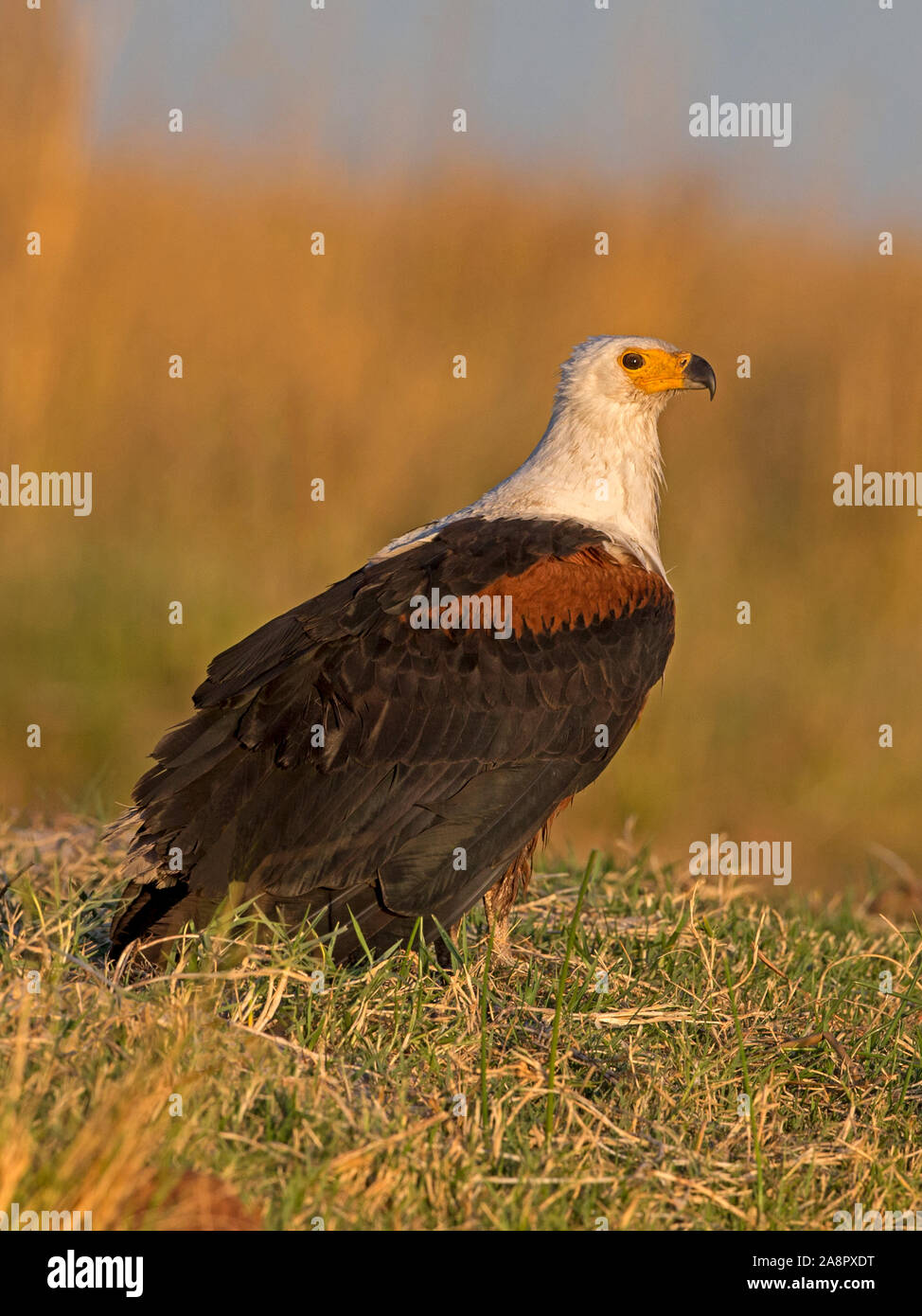 African fish eagle standing Foto Stock