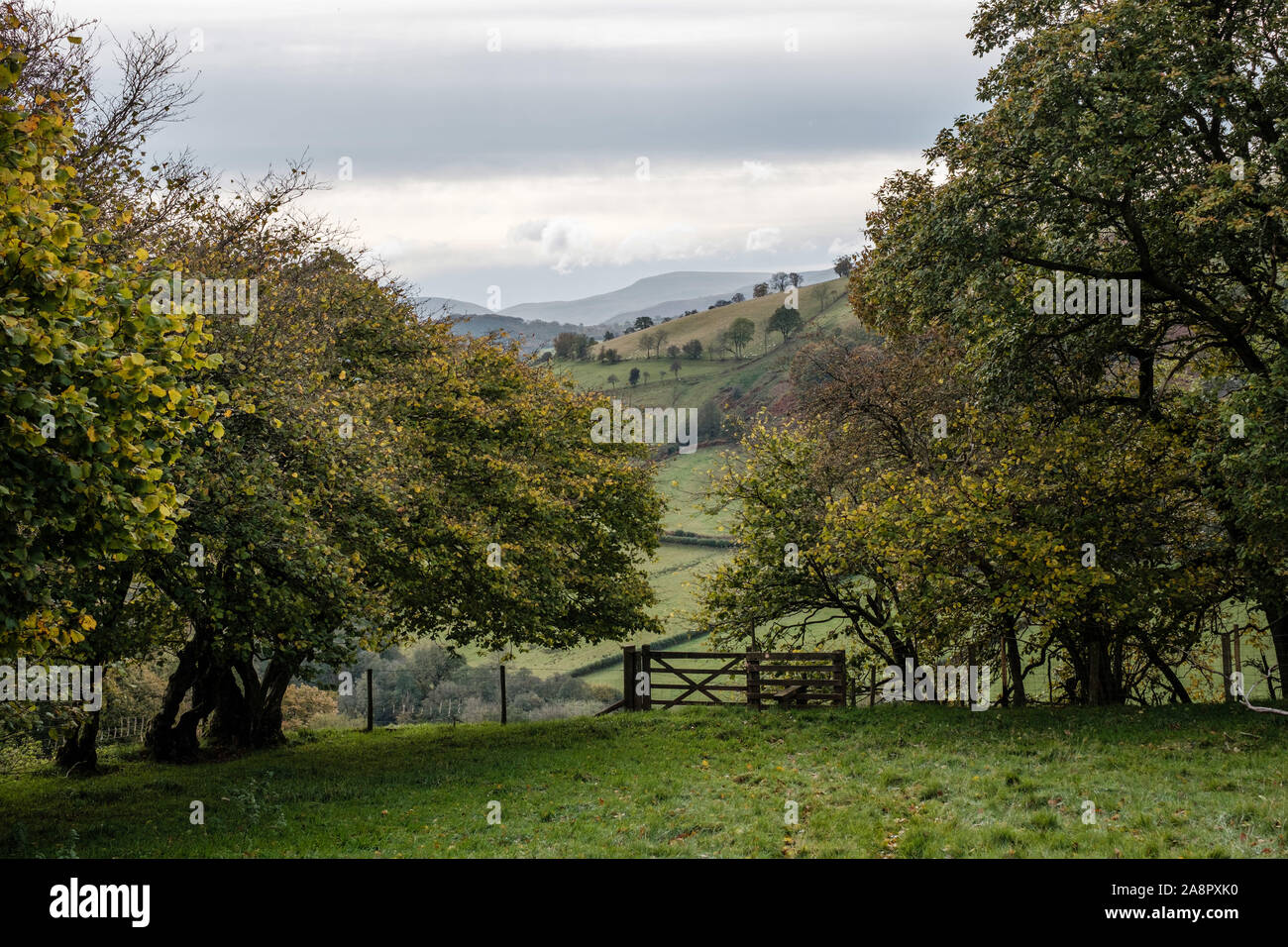 Passeggiate in campagna Gallese Foto Stock