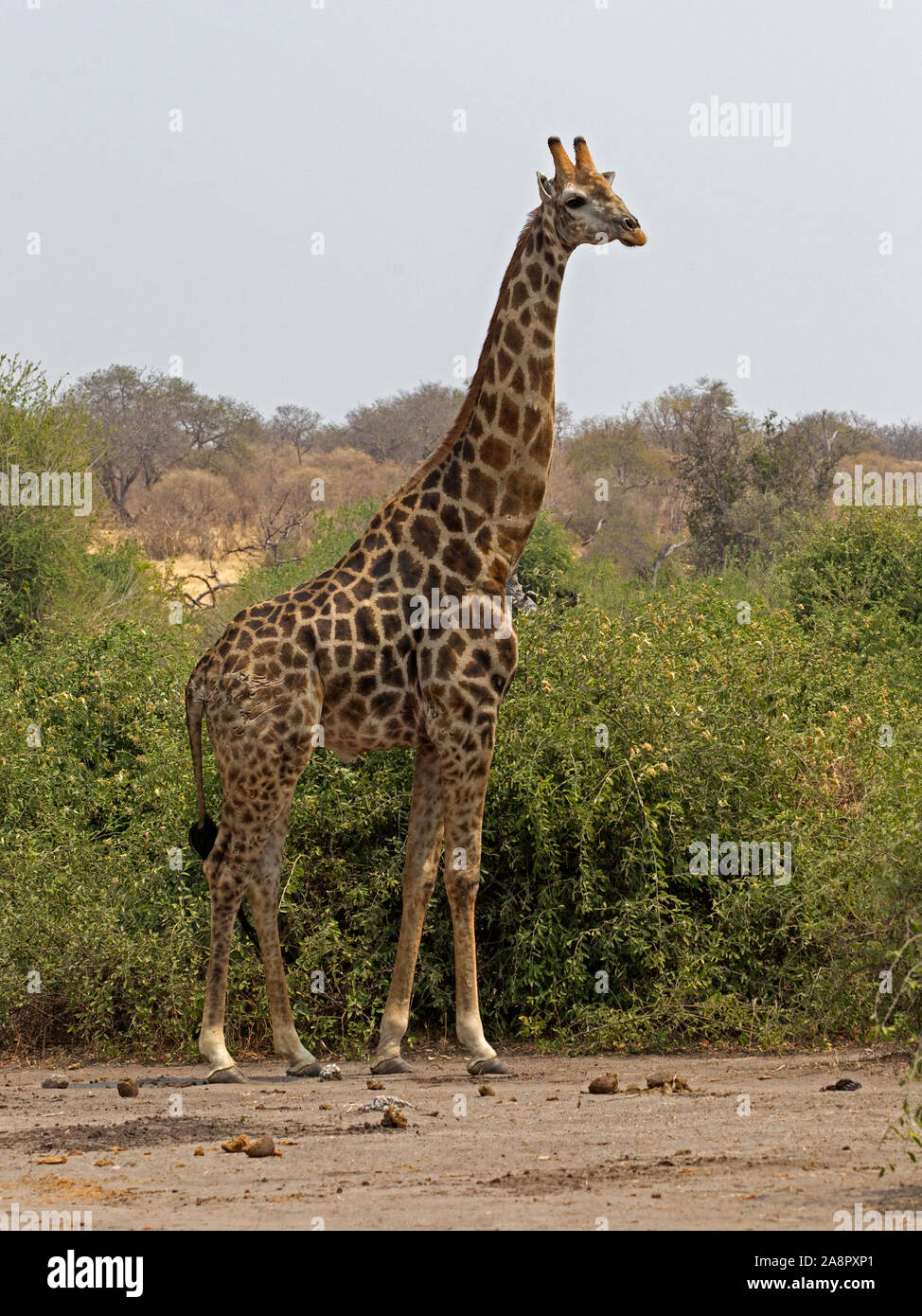 Giraffa angolani in piedi Foto Stock