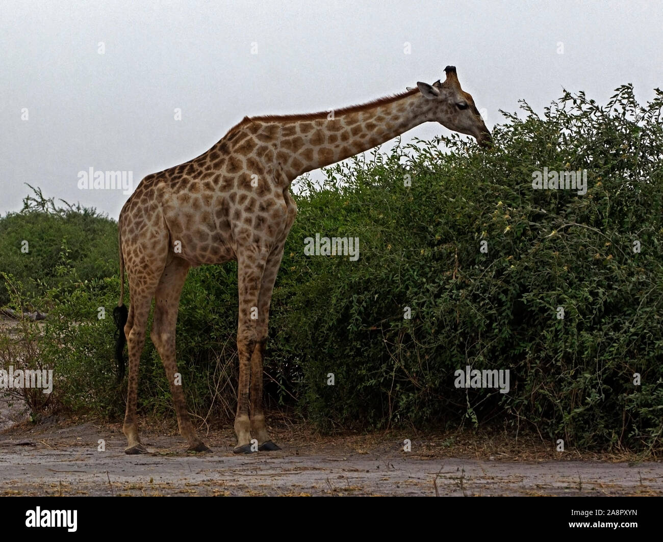 Giraffa angolano alimentare Foto Stock