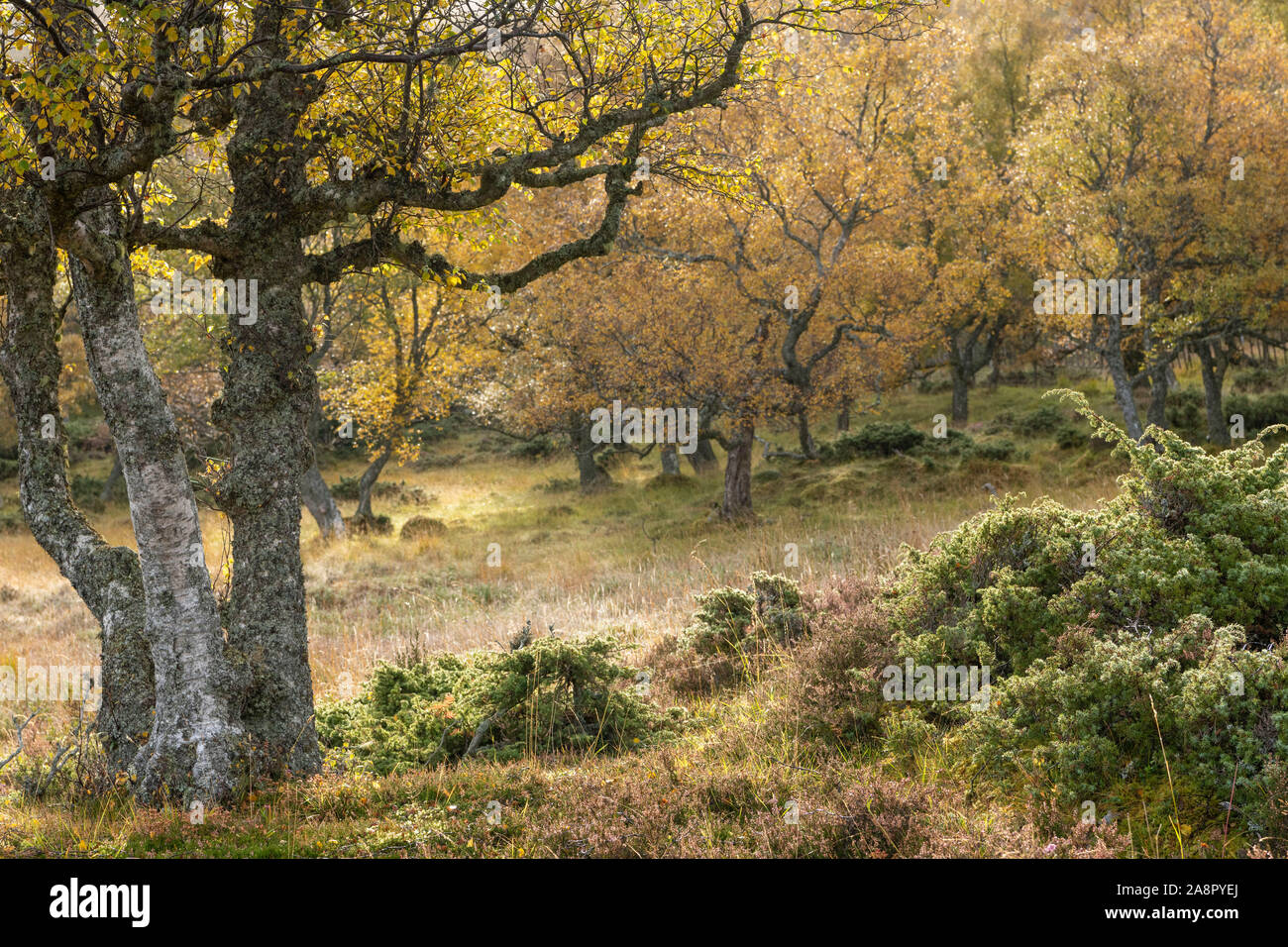 Roverella (Betulla Betula Pubescens) e comuni di ginepro (Juniperus communis) crescendo insieme al Morrone Birkwood Riserva Naturale a sud di Braemar Foto Stock