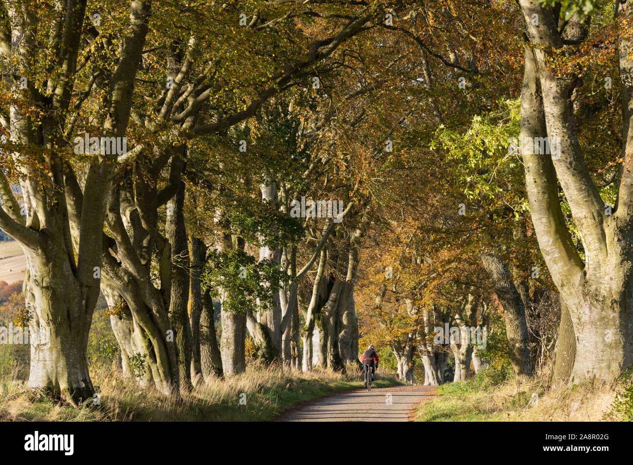 Un ciclista solitario passando attraverso un tunnel di alberi di faggio (Fagus sylvatica) su un tranquillo paese di Aberdeenshire Lane in autunno Foto Stock