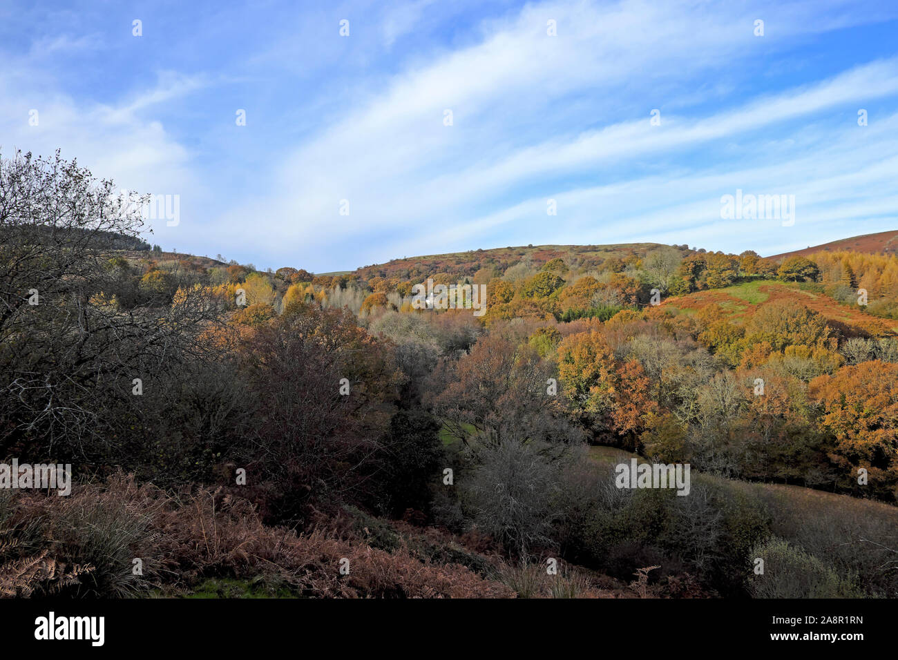 Vista con cielo blu di novembre i colori autunnali e i boschi nelle colline gallesi, Carmarthenshire Wales UK KATHY DEWITT Foto Stock