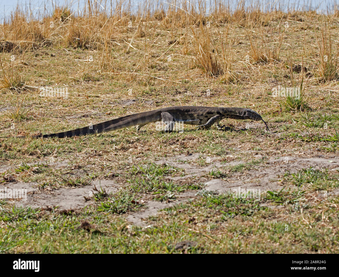 Monitor del Nilo lizard con la lingua di fuori Foto Stock