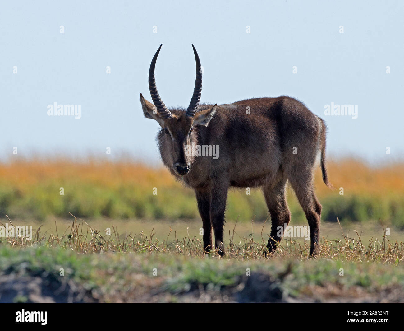 Waterbuck maschio in piedi Foto Stock