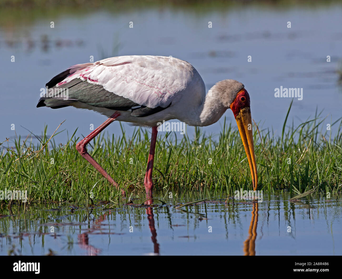 Giallo-fatturati stork alimentare Foto Stock