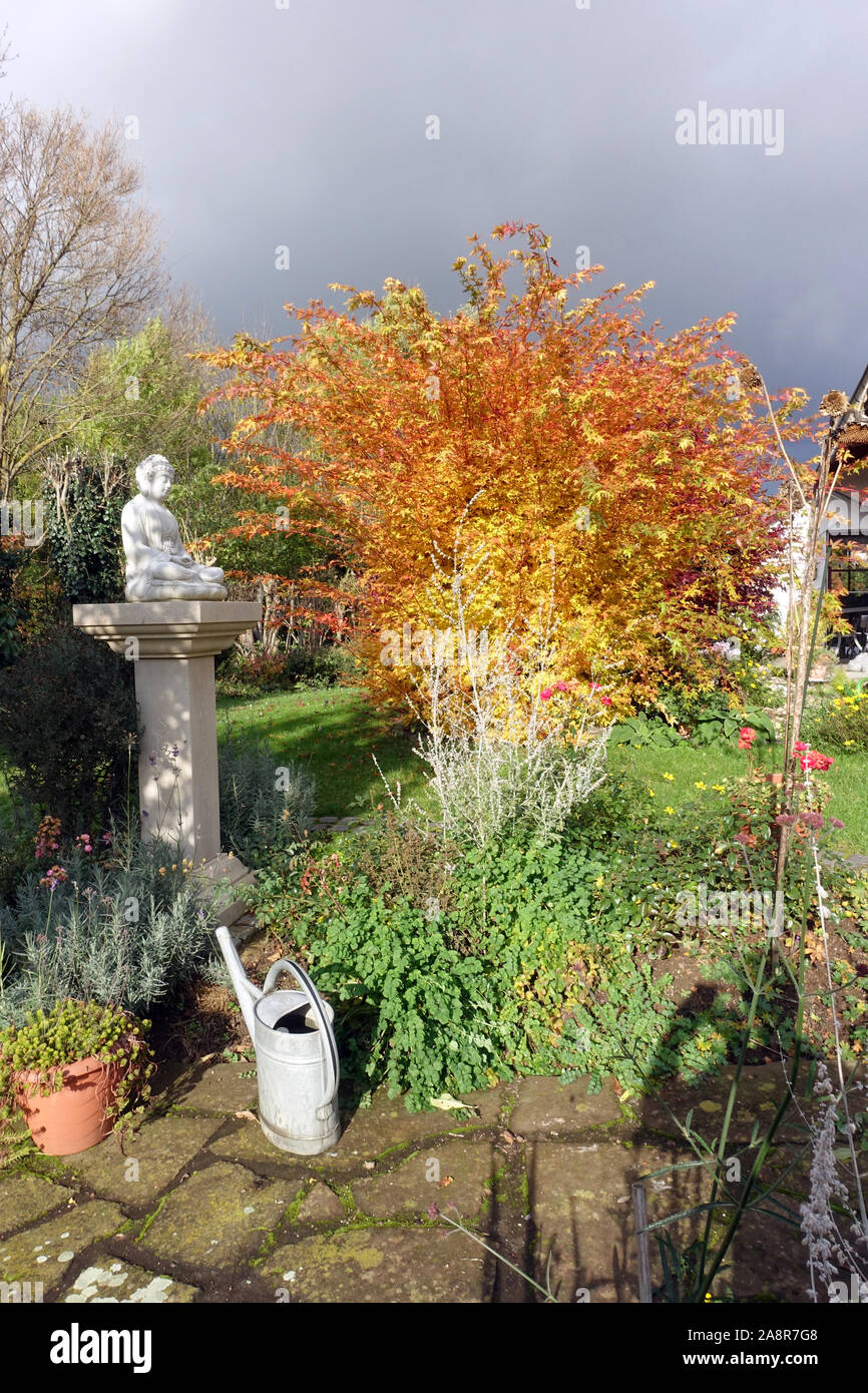 Japanischer Ahorn oder Thunbergs Fächer-Ahorn (Acer japonicum) in prächtigem Herbstlaub Foto Stock