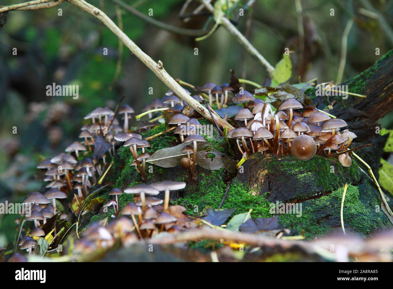 Funghi. BONNETGROWING comune su albero caduto in condizioni di umidità. Antica foresta. I funghi. Commestibile. Nome scientifico MYCENA GALERICULATA. Foto Stock